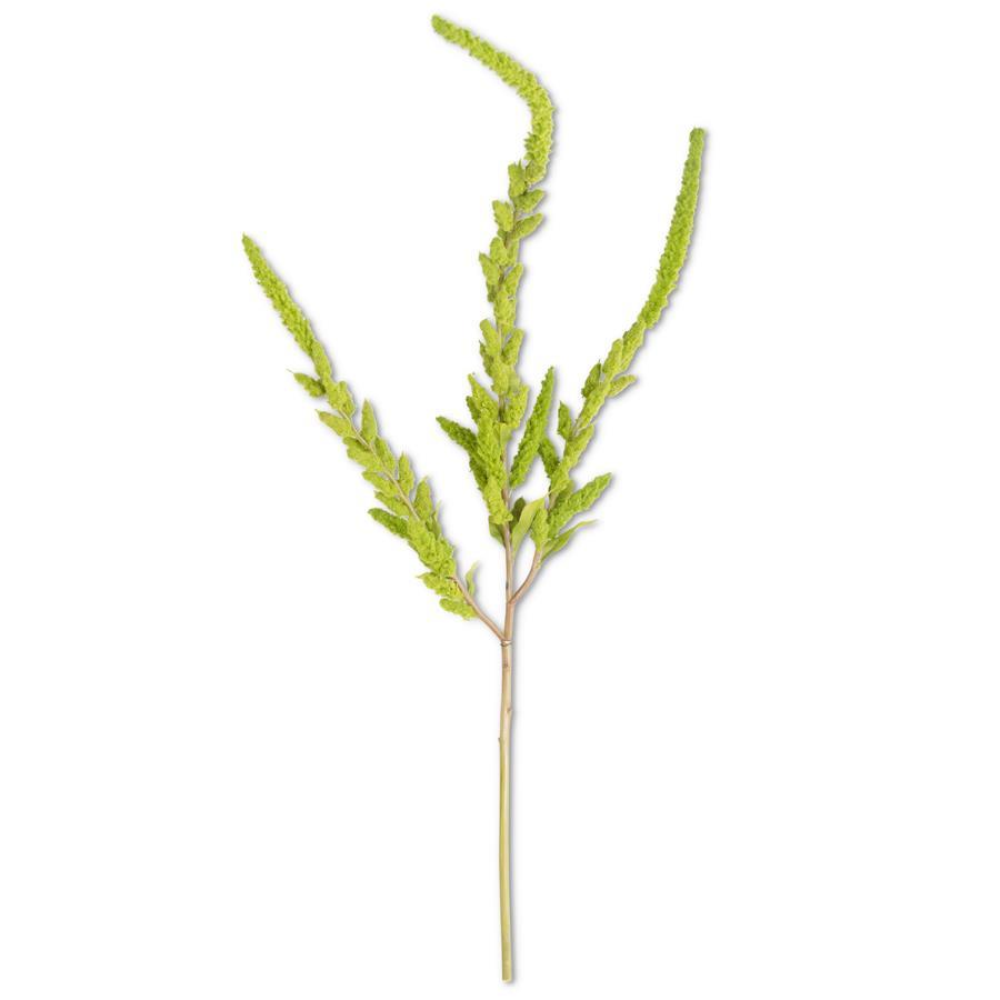 Green Amaranthus Stem