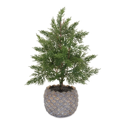 POTTED PINE TREE