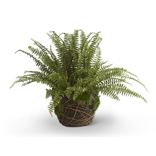 30 Inch Boston Fern in Moss and Twig Basket