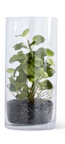 Herbs in Glass