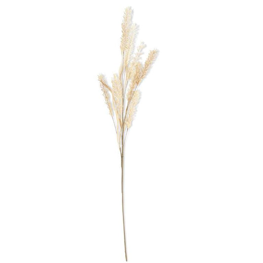 Natural Pampas Grass