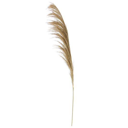 Dried Natural Pampas Stem