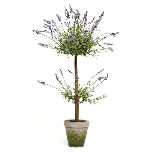 Lavender Tree in Concrete Pot