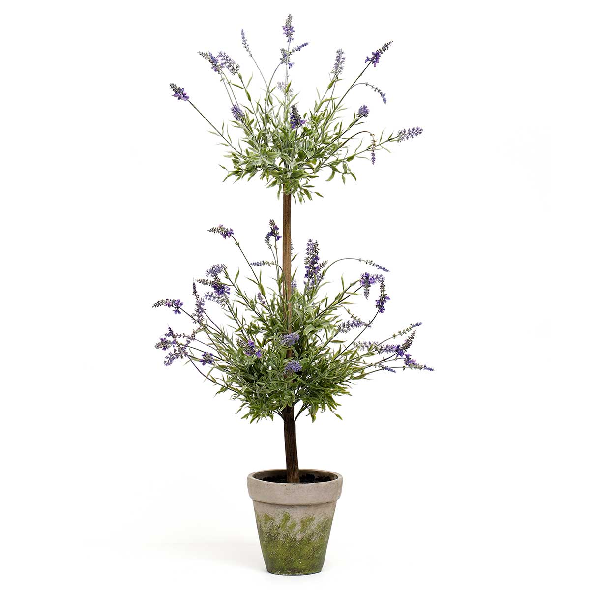 Lavender Tree in Concrete Pot
