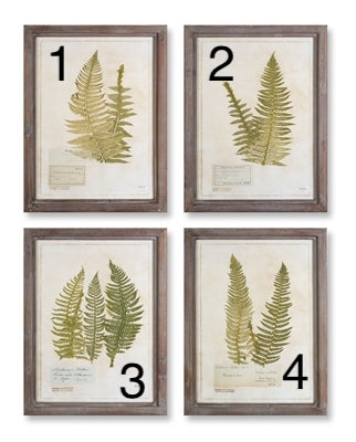 FRAMED FERN PRINT