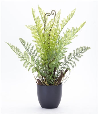 FERN POTTED 11"D X 18"H