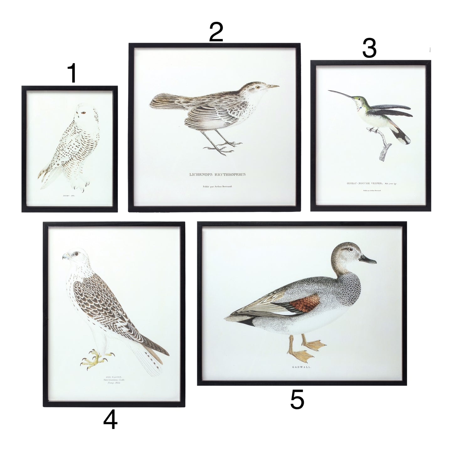 BIRD PRINT FRAME