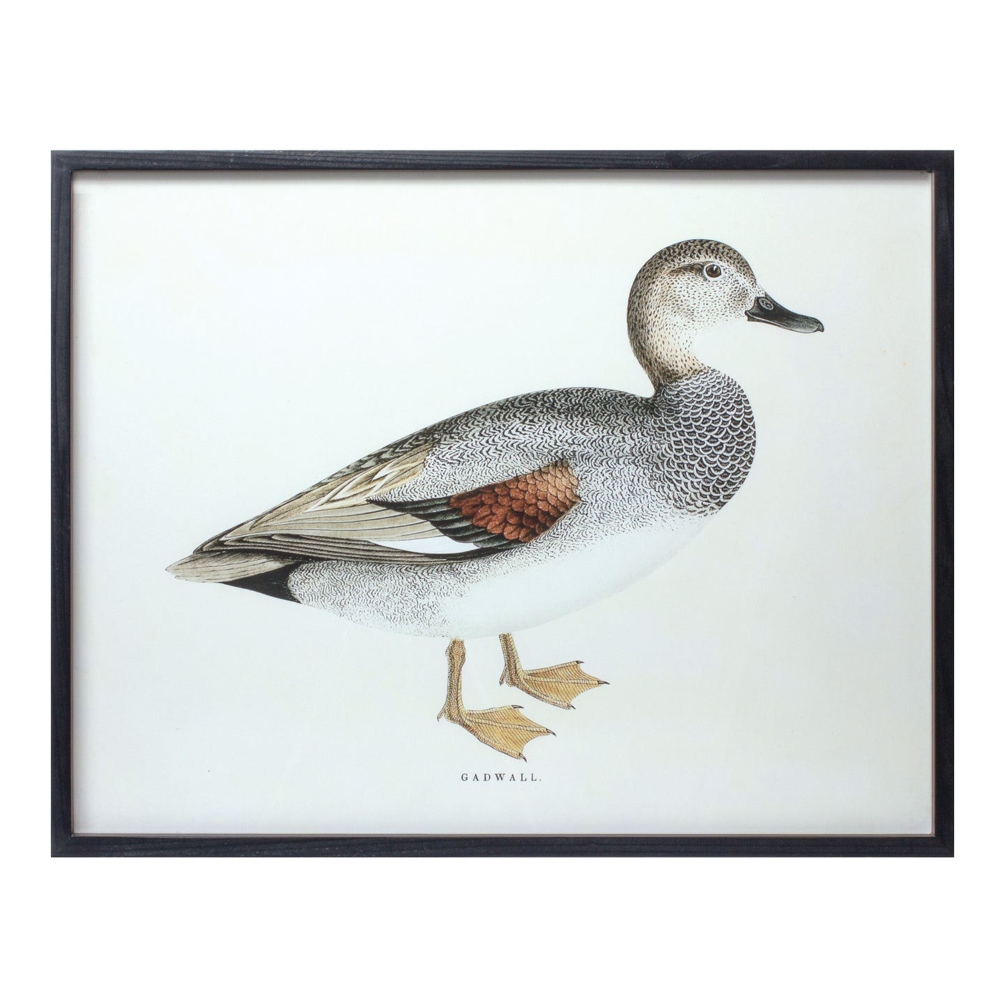 BIRD PRINT FRAME