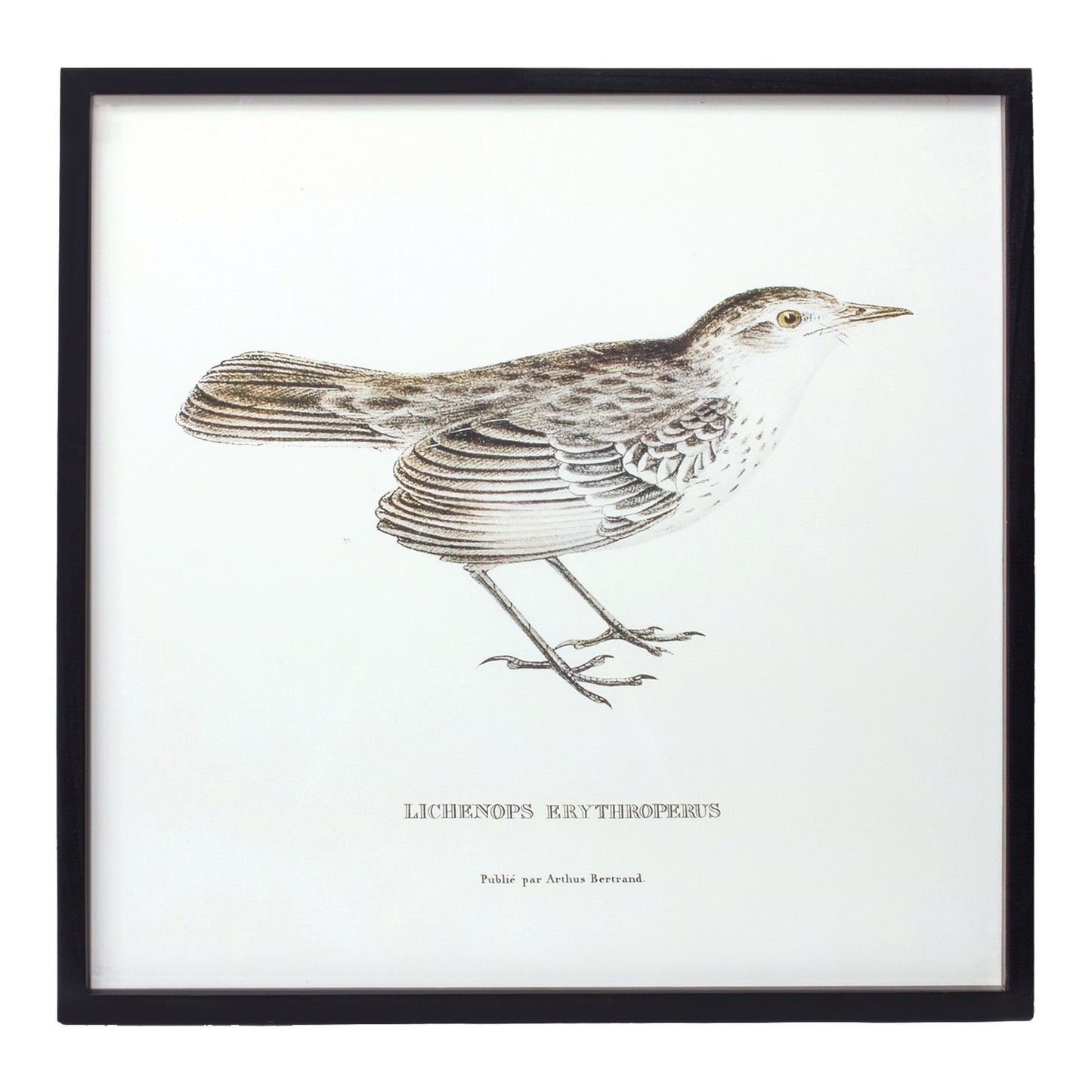 BIRD PRINT FRAME