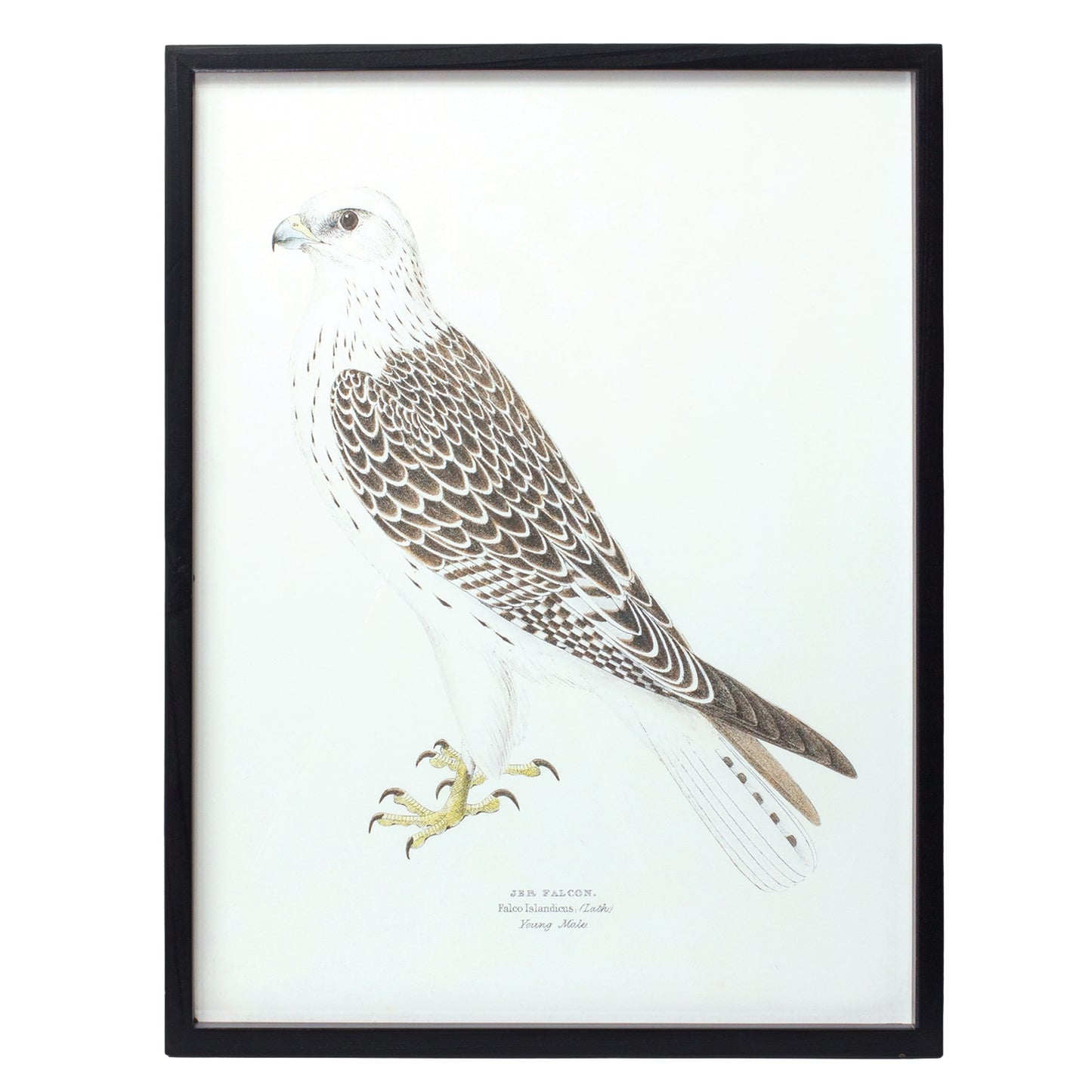 BIRD PRINT FRAME