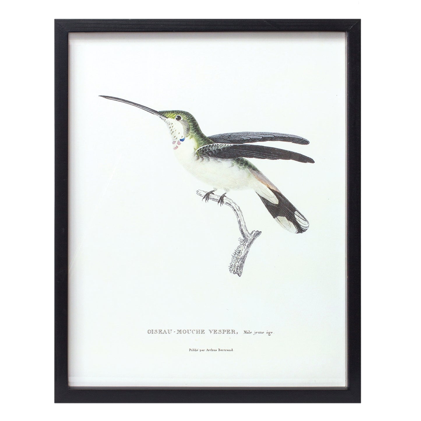 BIRD PRINT FRAME