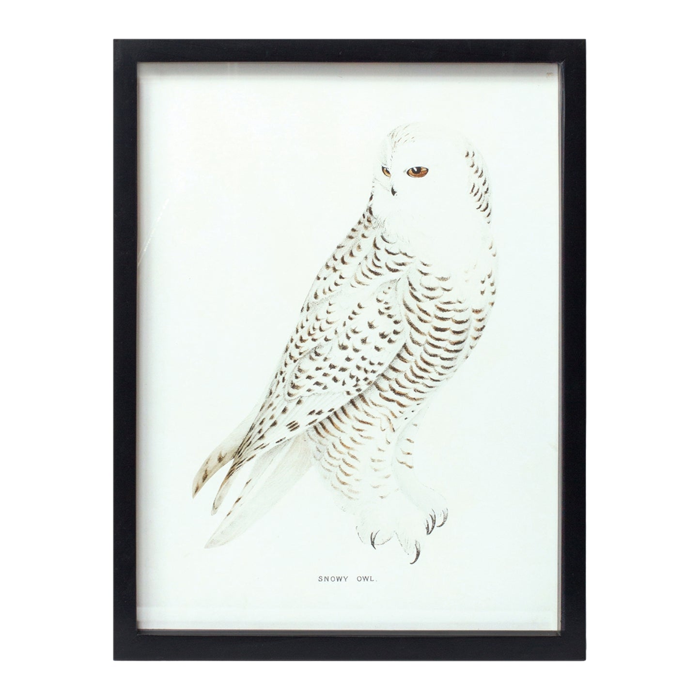 BIRD PRINT FRAME