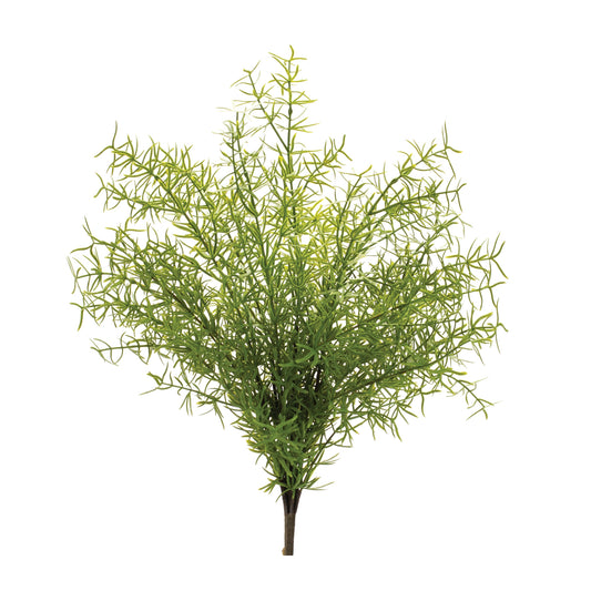 ASPARAGUS FERN BUSH