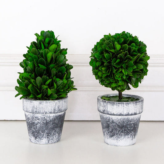 Topiary Boxwood