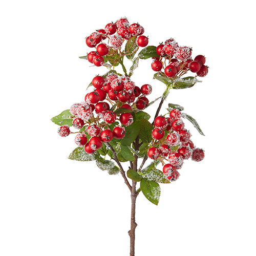 Snowy Red Berry Bush