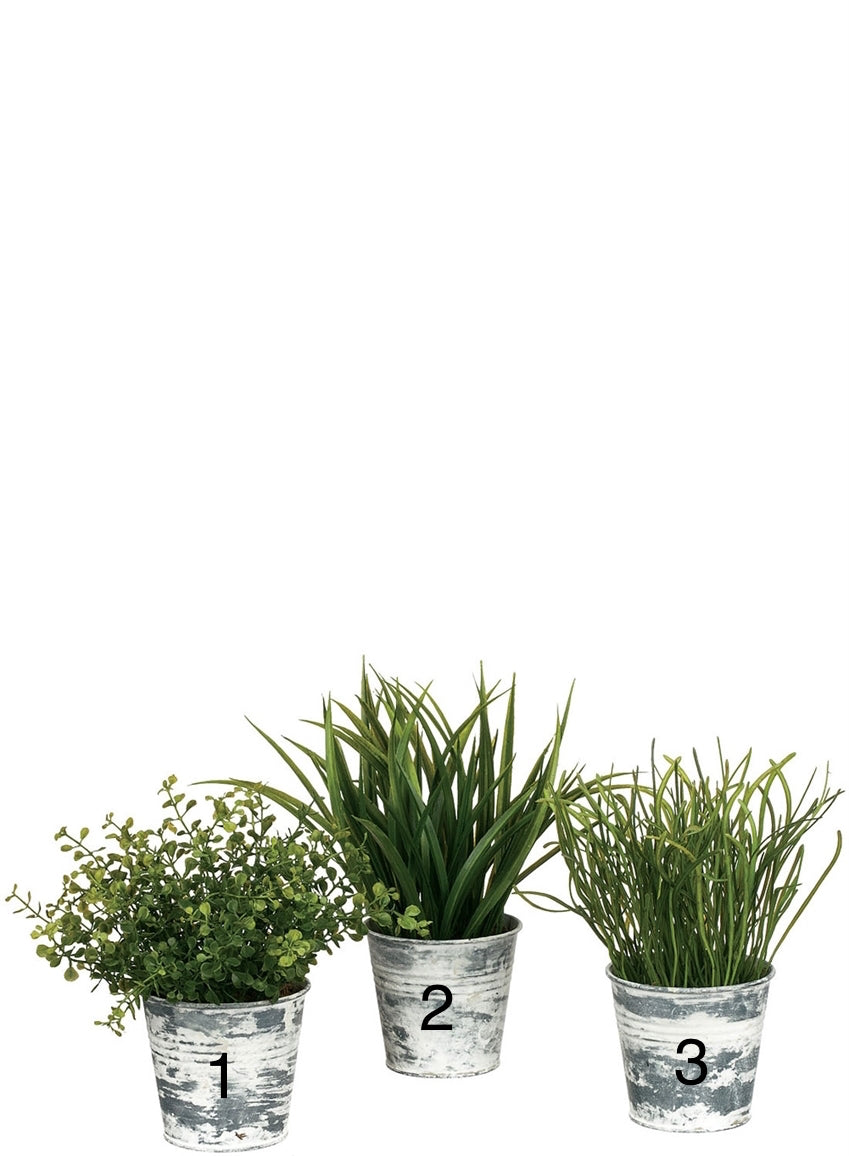 GRASS POTTED PLANT