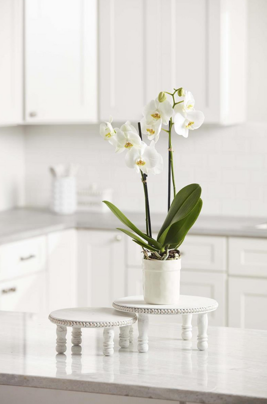 White Beaded Pedestal