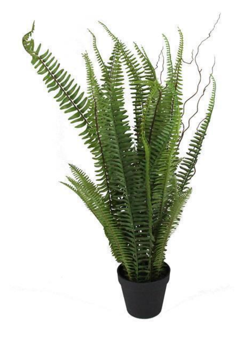 Green Potted Fern
