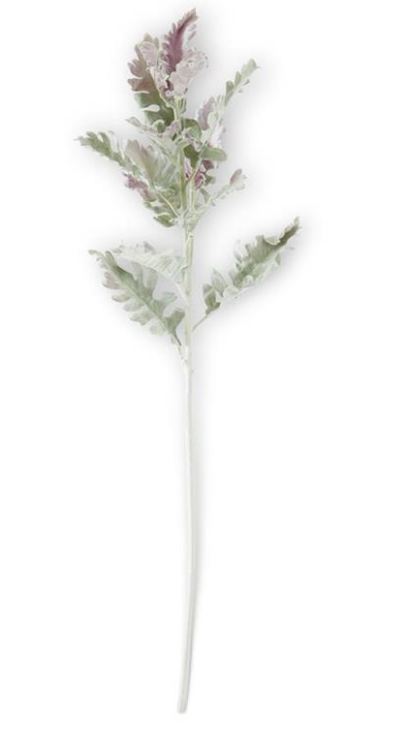 Dusty Miller Stem-Soft Green with Purple Tips