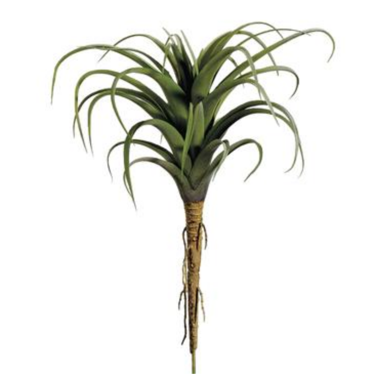 Green Tillandsia