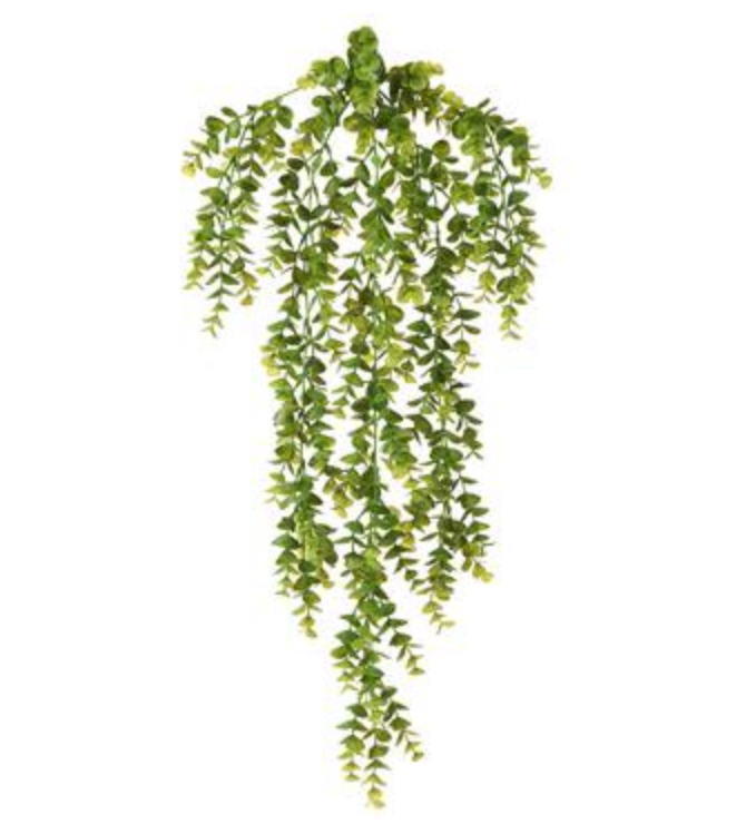 Boxwood Hanging Bush