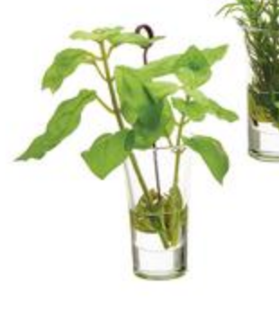 Herb Garden Namecard Holder in Glass Vase