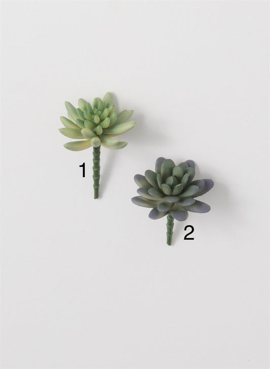 Small Succulent