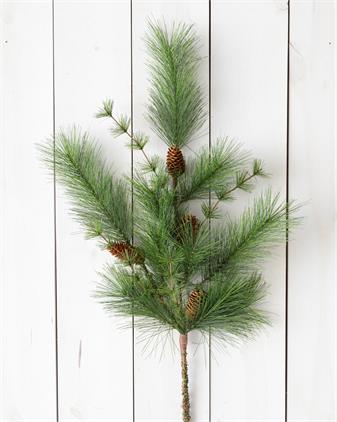 White Pine and Pinecones-Branch