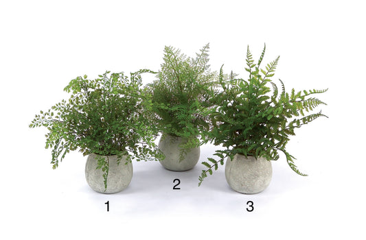 Assorted Potted Fern