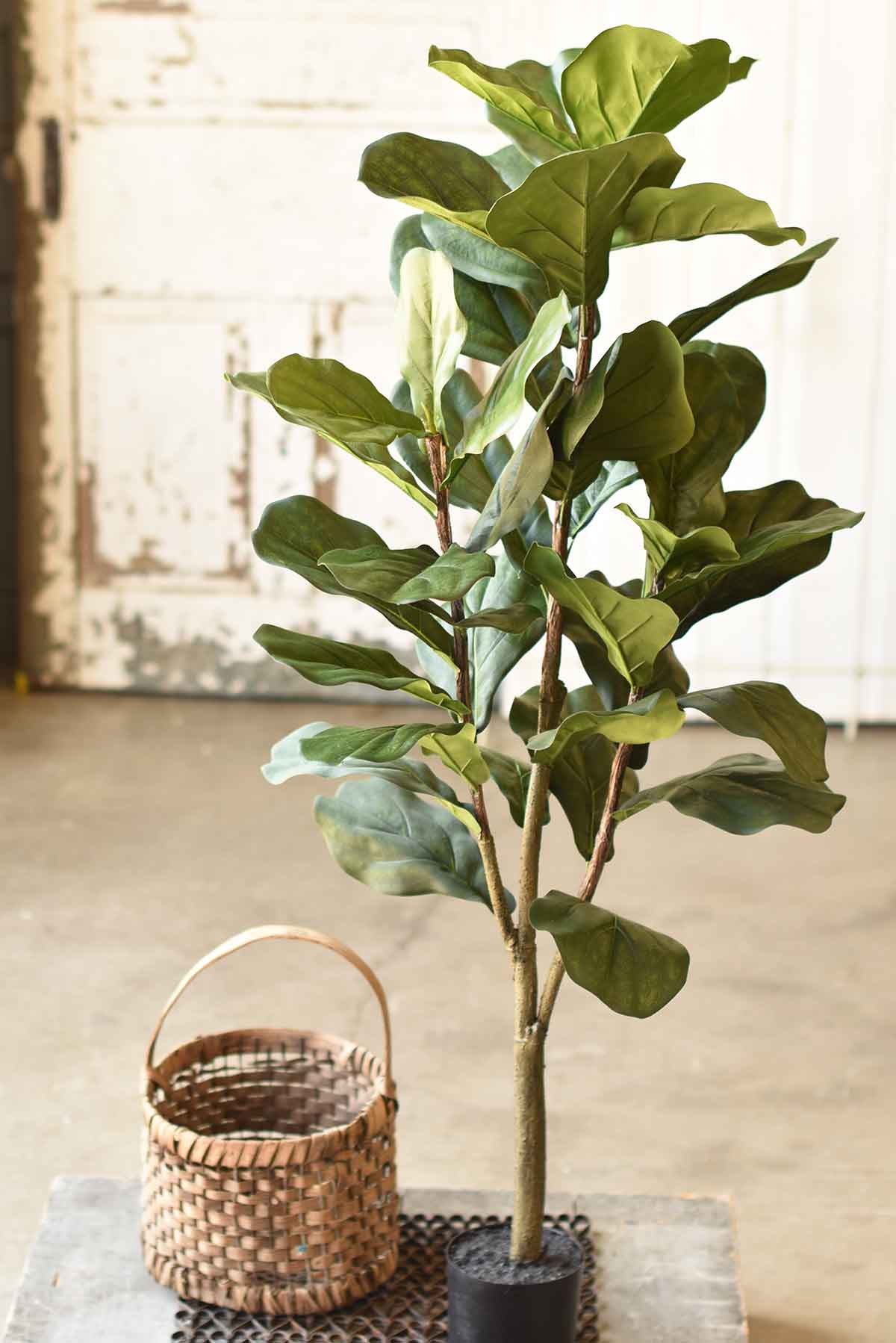 Fetching Fiddle Fig Tree