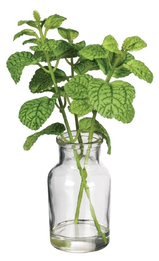 Herb Potted Plant