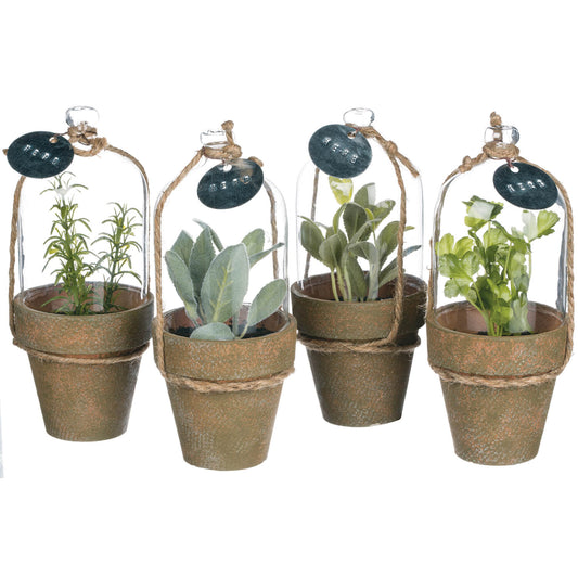 Potted Herb in Cloche