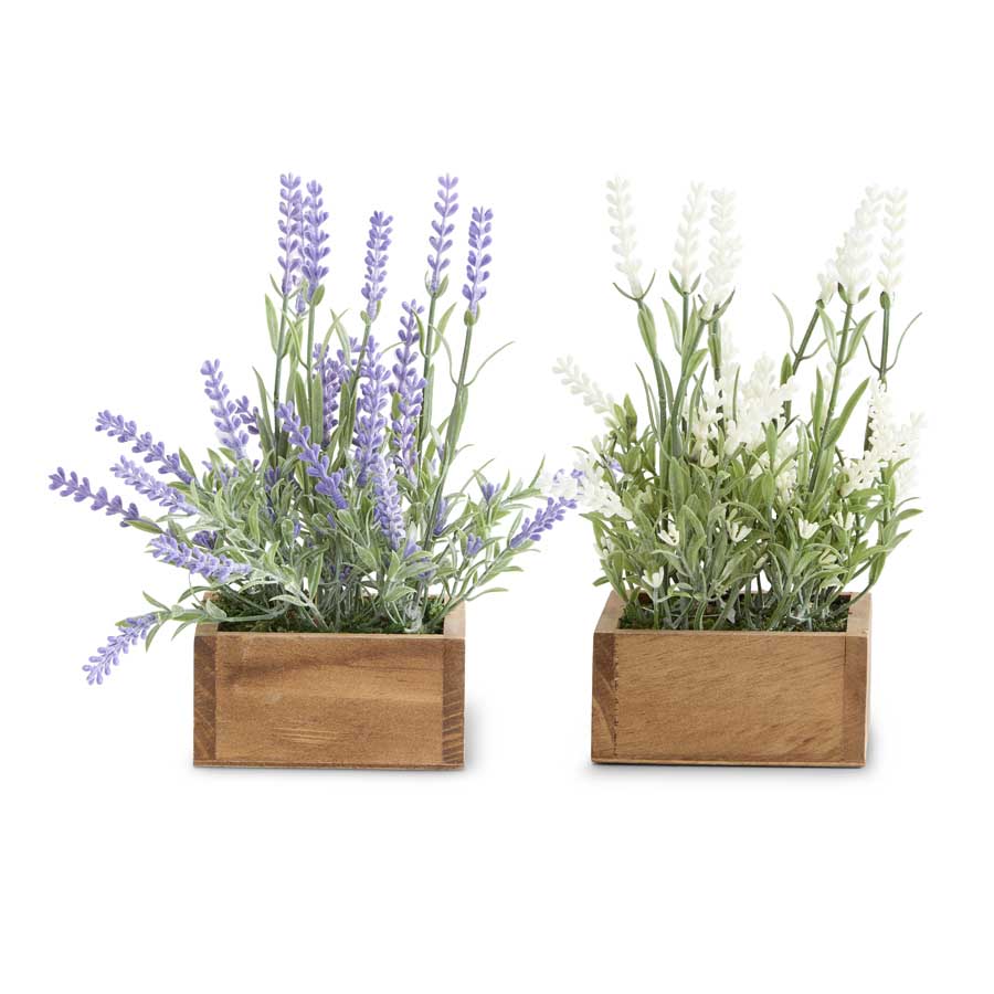 Lavender Plants in Square Wooden Pots