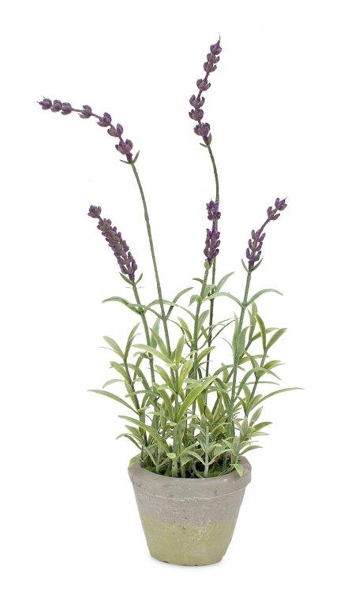 Potted Lavender