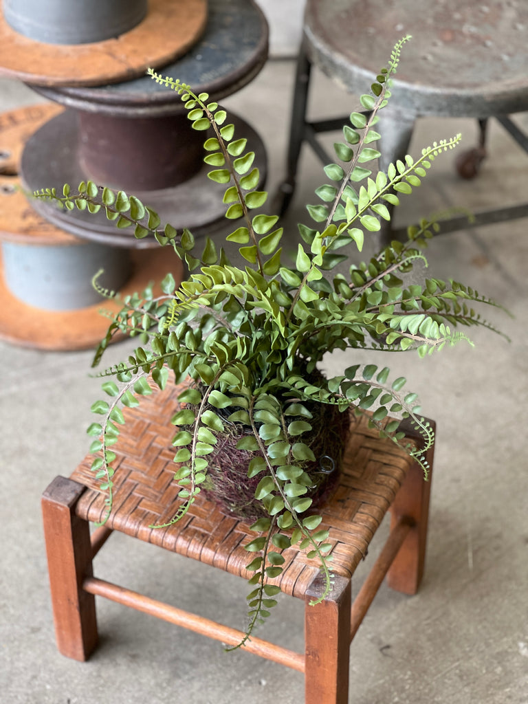 Nested Northwest Fern