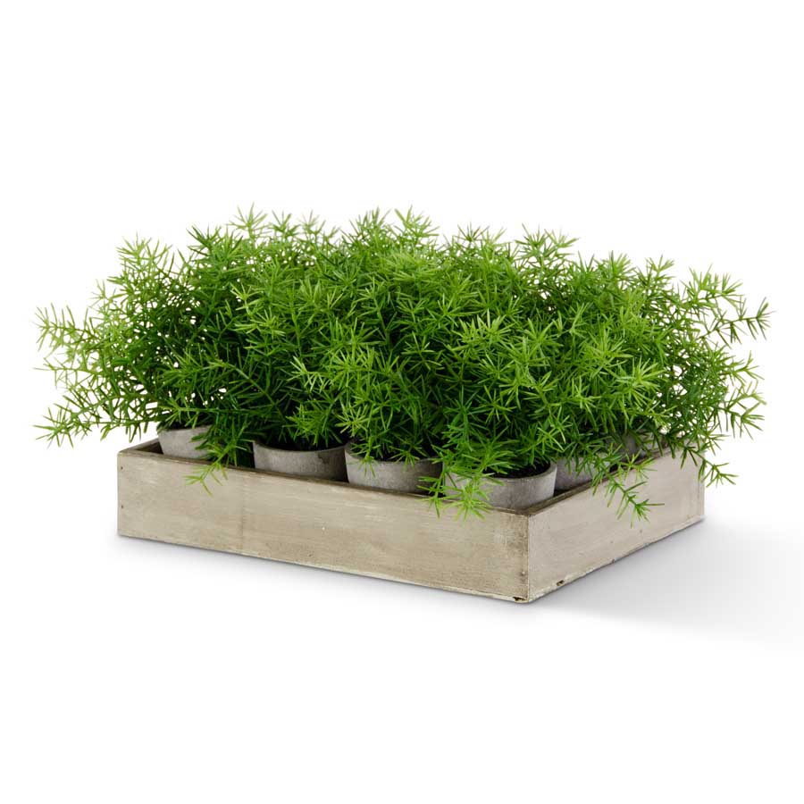 Potted Asparagus Fern