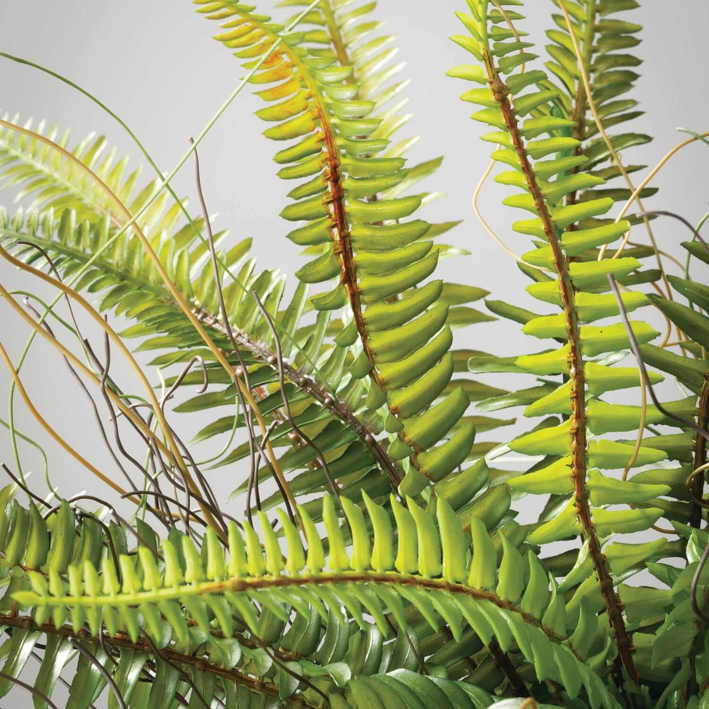 Potted Fern