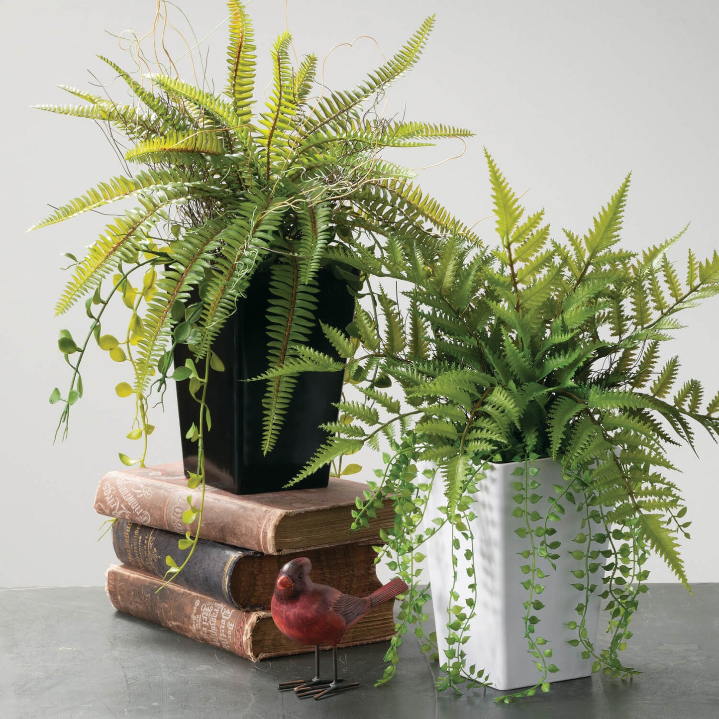 Potted Fern