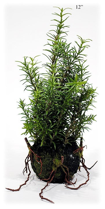 Rosemary Ball with Roots