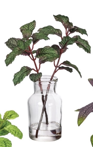 Herb Potted Plant